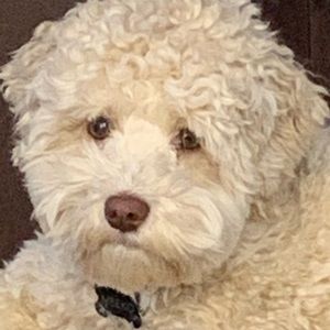 Meet your Posher, Daisy